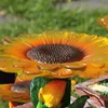Eglo LED 4-er Set Solarleuchte Solar-Lampe Blumen Produktbild-Vorschau 7