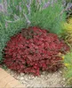 A small, dense shrub with dark red leaves is planted in a garden bed with lavender and other plants. Produktbild-Vorschau
