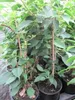 Hydrangea semiola - immergrüne Kletterhortensie Produktbild-Vorschau 2