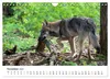 Unsere Wölfe - Ein Wildtier kehrt zurück (Wandkalender 2027 Produktbild-Vorschau 13
