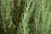 Juniperus scopulorum 'Blue Arrow', Wacholder, säulenförmig, Produktbild-Vorschau 7