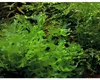 Süßwasser-Tang - Lomariopsis lineata Produktbild-Vorschau 2