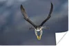 MuchoWow® Poster Wanderfalke - Vogel - Federn 180x120 cm - Produktbild-Vorschau 1