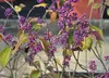 Callicarpa bodinieri 'Profusion' - Arbusto a bacche viola Anteprima dell’immagine prodotto 4