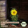 Samenliebe  Sonnenblume Samen | Sunspot - gelb & mini - Produktbild-Vorschau 4