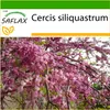 SAFLAX - Strom lásky / strom srdce - Cercis siliquastrum - Náhled obrázku produktu 7
