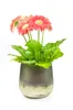 Blumenvase Barbara Tischvase Glasvase Dekovase Vase Produktbild-Vorschau 5