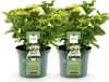 Green boutiQ - Balkonpflanze - Hortensie - Hydrangea Produktbild-Vorschau 3