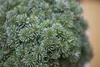 Abies koreana 'Brillant', Koreatanne, kompakt, 15–20 cm Produktbild-Vorschau 2
