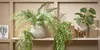 Mica Decorations Ficus hängende Kunstpflanze - H81 cm - Produktbild-Vorschau 6