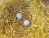 Kerbl Nesteier aus Ton für Hühner (2 Eier pro Blister) Produktbild-Vorschau 3