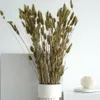 Lagurus Hasenschwanz Samtgras Trockenblumen 60-70cm DIY Produktbild-Vorschau 6