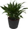 Bloempot, decoratief, geperforeerd, 22,5 cm, zandkleurige Productafbeelding-voorbeeld 8