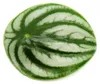 Peperomia argyreia Watermelon – Produktbild-Vorschau 2