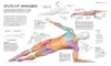 Schwimmen - Die Anatomie verstehen Produktbild-Vorschau 7