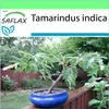 SAFLAX Garden to go - tamarind - Tamarindus indica - 4 Náhled obrázku produktu 5