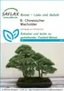 SAFLAX - Bonsai - Chiński Jałowiec - 30 Nasiona - Juniperus Podgląd zdjęcia produktu 11