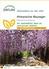 SAFLAX - Afrikanischer Blauregen - Bolusanthus africanus - Produktbild-Vorschau 1