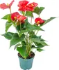 Bloomique - Anthurium - Flamant rose - Rouge - Plante Voir les images du produit 1