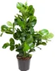 Jablon balsamowa - roslina doniczkowa, srednica 24cm, Podgląd zdjęcia produktu 1