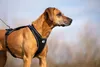 Curli Hundegeschirr Belka Comfort Geschirr Schwarz S Produktbild-Vorschau 15