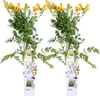 Bloomique - Lot de 2 - Campsis radicans 'Flava' - Bignone Voir les images du produit 1