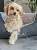A small, fluffy dog is resting in a gray dog bed. Produktbild-Vorschau