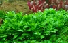 Aquarium Pflanze Staurogyne repens Tropica Nr.049G Produktbild-Vorschau 1