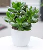 BALDUR Garten 1x Geldbaum Crassula, Pflanze im 12 cm-Topf, Produktbild-Vorschau 2