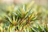 Rhododendron Hybride Graziella 30-40 cm, im Topf, immergrün Produktbild-Vorschau 6