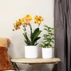 Kolibri Orchids bietet ein Set aus 4 Phalaenopsis-Orchideen Produktbild-Vorschau 5