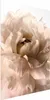 Posterpapier Poster - Soft Petals 40x60 cm Blumen Produktbild-Vorschau 1