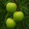 Jabłoń domowa Malus domestica 'Granny Smith', doniczka 1,5 Podgląd zdjęcia produktu 5