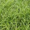 Okrasná tráva - Ostřice japonská - Carex morrowii 'Irish Náhled obrázku produktu 7
