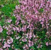 Veronica prostrata 'Rosea', Ehrenpreis, rosa Blüten, ca. Produktbild-Vorschau 2