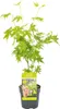 Bloomique - Acer Palmatum Going Green - Japanischer Ahorn - Produktbild-Vorschau 1