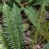 Stauden Gänge 1 x Blechnum spicant im 1 Liter Topf - Produktbild-Vorschau 7
