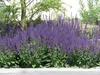 Stauden Gänge 3 x Salvia sylvestris 'Mainacht' im 1 Liter Produktbild-Vorschau 7