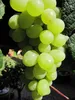 Vitis vinifera Ortega, frühreifend, Muskat-Pfirsicharoma, Produktbild-Vorschau 3