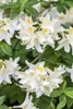 Rhododendron luteum 'Daviesii', gelb, 50–60 cm Produktbild-Vorschau 4