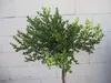 Hochstamm Ceanothus impressus Victoria - Säckelblume Produktbild-Vorschau 4