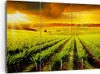 Bild auf Leinwand - Leinwandbild - Land Weingut Pflanzung - Produktbild-Vorschau 1
