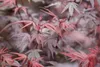 Acer palmatum 'Shaina', Japanischer Ahorn, kompakt, 60–80 Produktbild-Vorschau 9