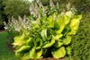Stauden Gänge 3 x Hosta x cultorum 'Sum and Substance' im 1 Produktbild-Vorschau 3