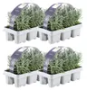 Planten van Frank | 24 blauwe geurige lavendelplanten | Productafbeelding-voorbeeld 1