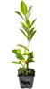 Kirschlorbeer ‘Caucasica’ 30–50 cm – Prunus laurocerasus, Produktbild-Vorschau 5
