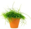 Gardners Rhipsalis mix, priemer 6 cm Náhľad obrázku produktu 3