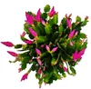 Großer Weihnachtskaktus – Schlumbergera – XXL – Topf 17 cm Produktbild-Vorschau 3