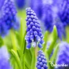 100 cibuliek Muscari Armeniacum (XXL veľkosť cibule 9/10 Náhľad obrázku produktu 2