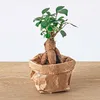 Jardin en bouteille Ficus Ginseng Bonsaï : recharge et kit Voir les images du produit 4